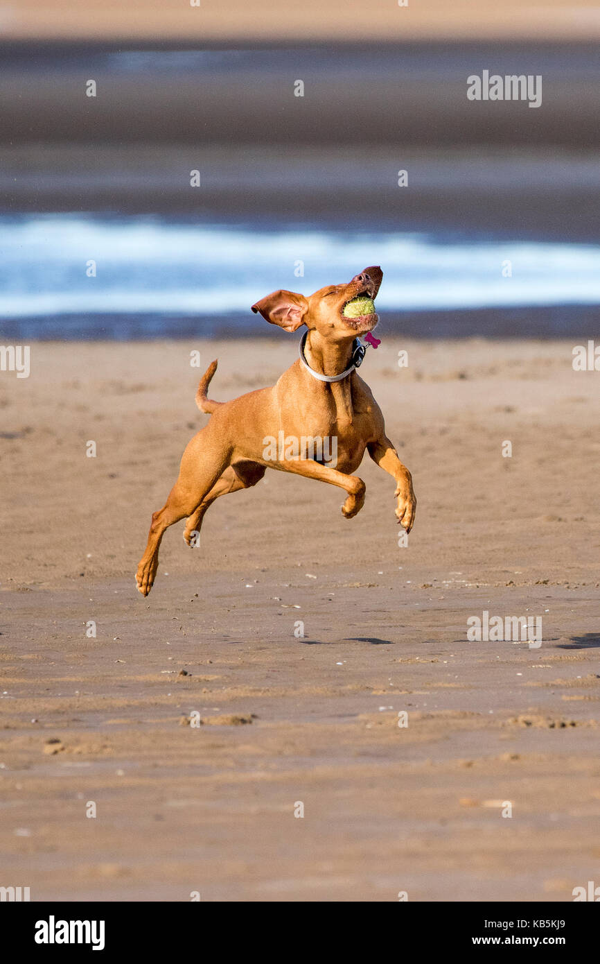 Razas de perros originarios de inglaterra fotografías e imágenes de alta  resolución - Alamy