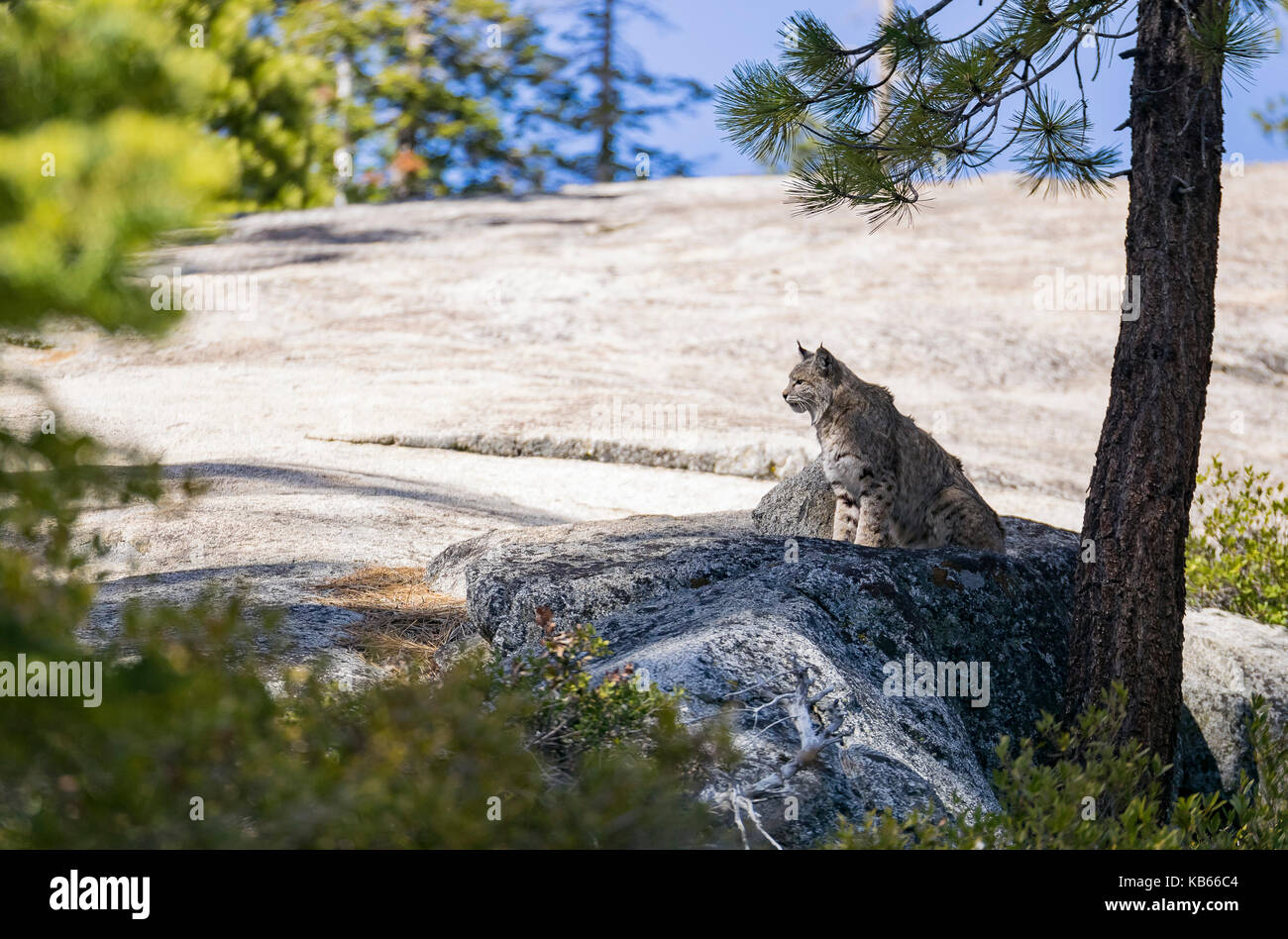Undomesticated gato sentado sobre una roca en un lugar rural Foto de stock