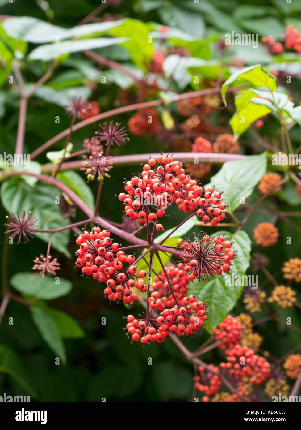 Sambucus racemosa, bayas rojas, Foto de stock