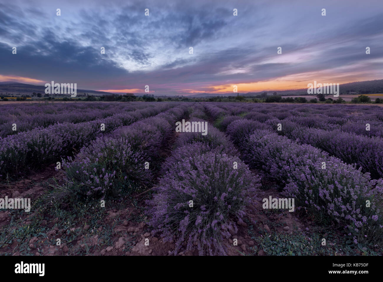 Lavander campo. campo lila en Bulgaria. sunset y líneas. La magia y la fantástica naturaleza y paisaje Foto de stock