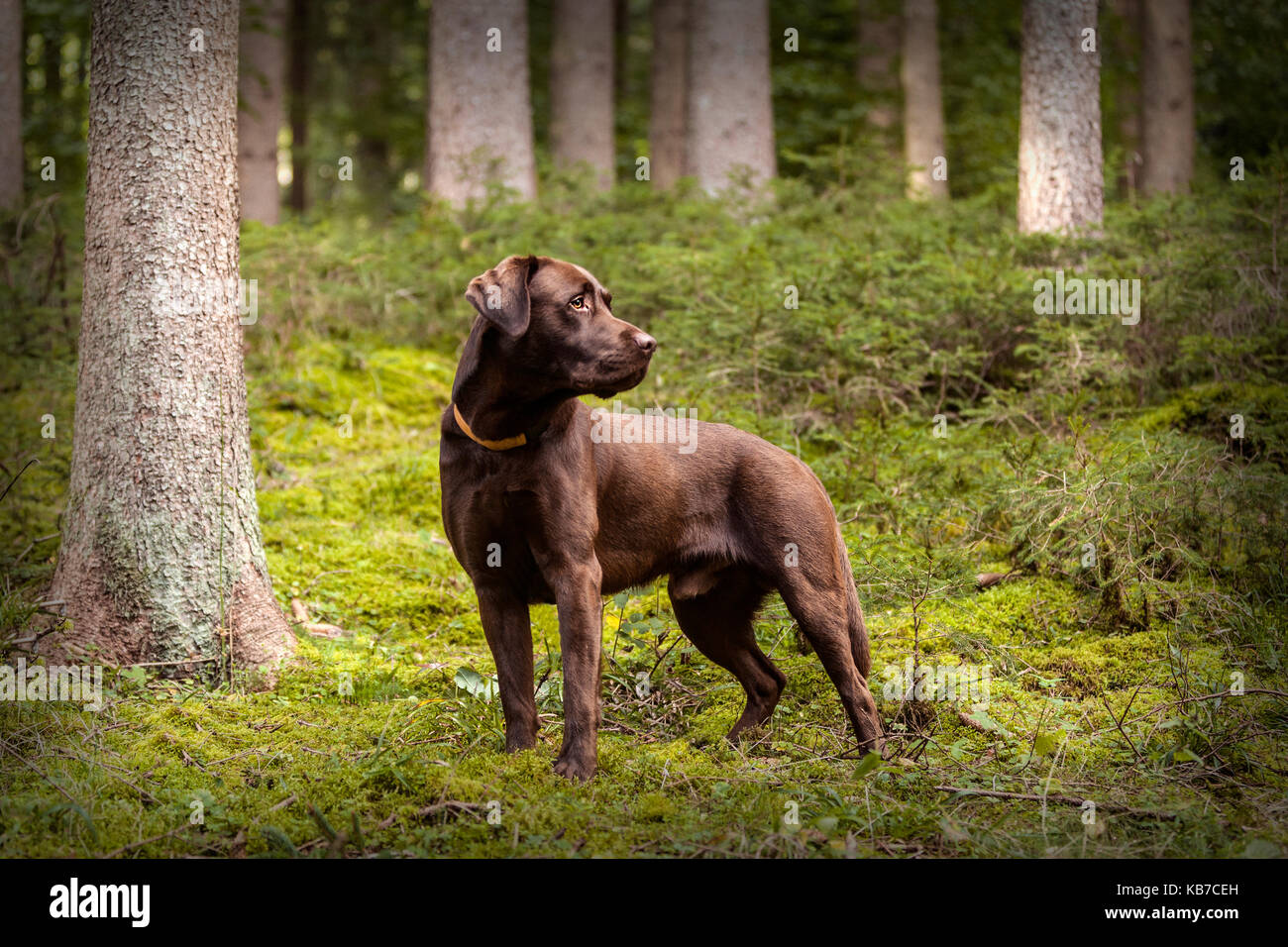 Perro Labrador marrón fuera en bosque autumal Foto de stock