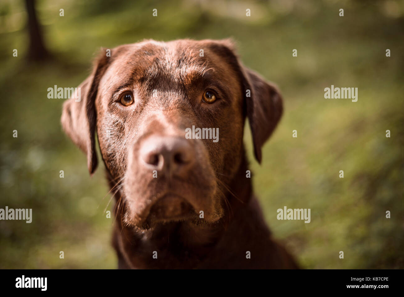 Retrato de un perro Labrador marrón fuera en bosque autumal Foto de stock