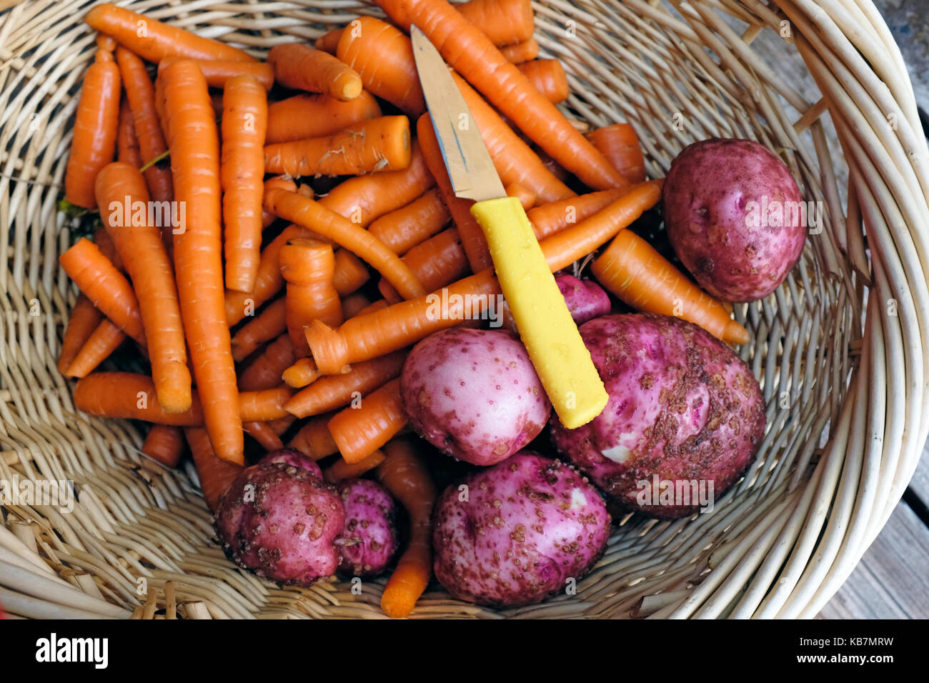 Frescas del jardín, zanahorias y patatas rojas. Foto de stock