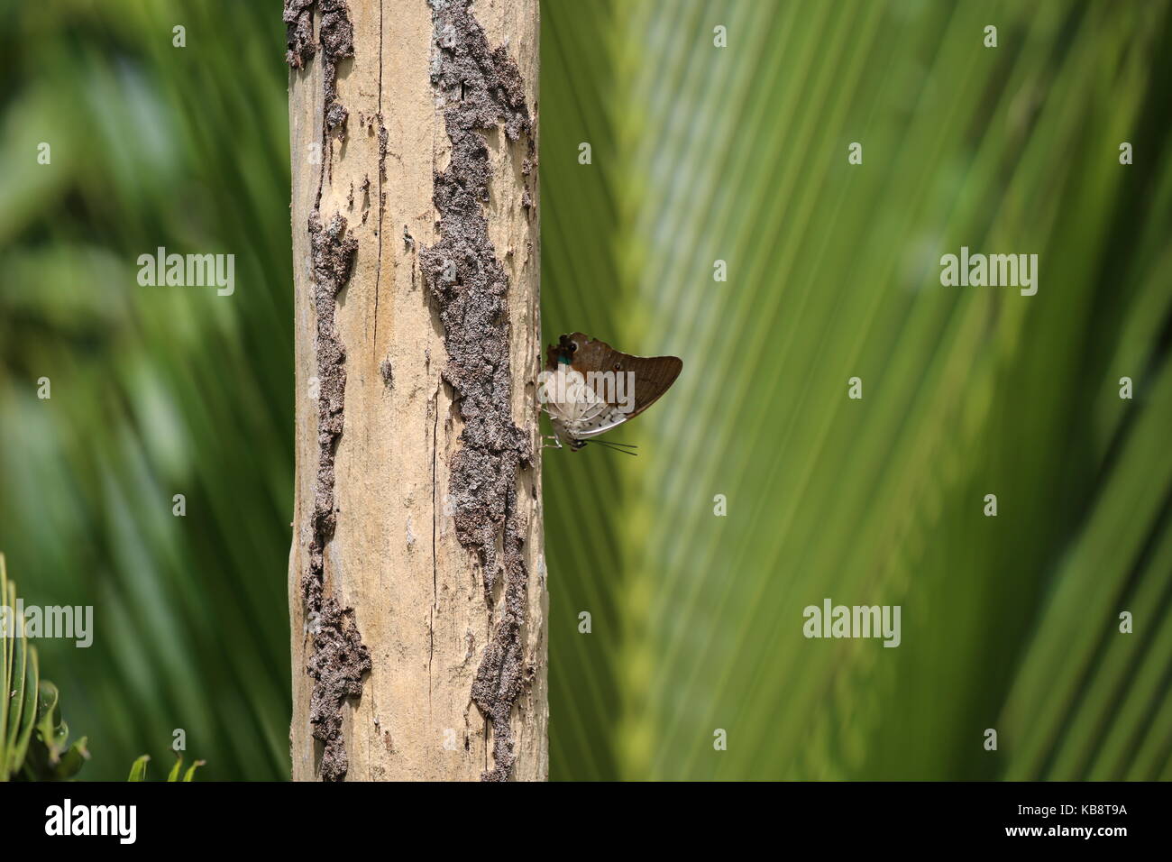 Schmetterling auf Baumstamm mit grünem Hintergrund - Mariposa de tronco de árbol con fondo verde Foto de stock