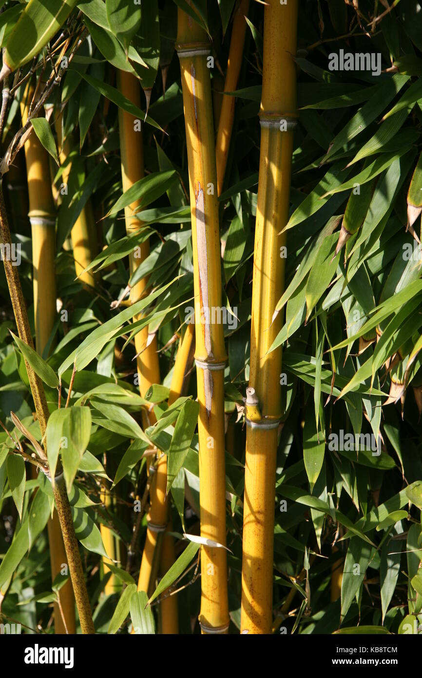 Gelber Bambus - bambú Foto de stock