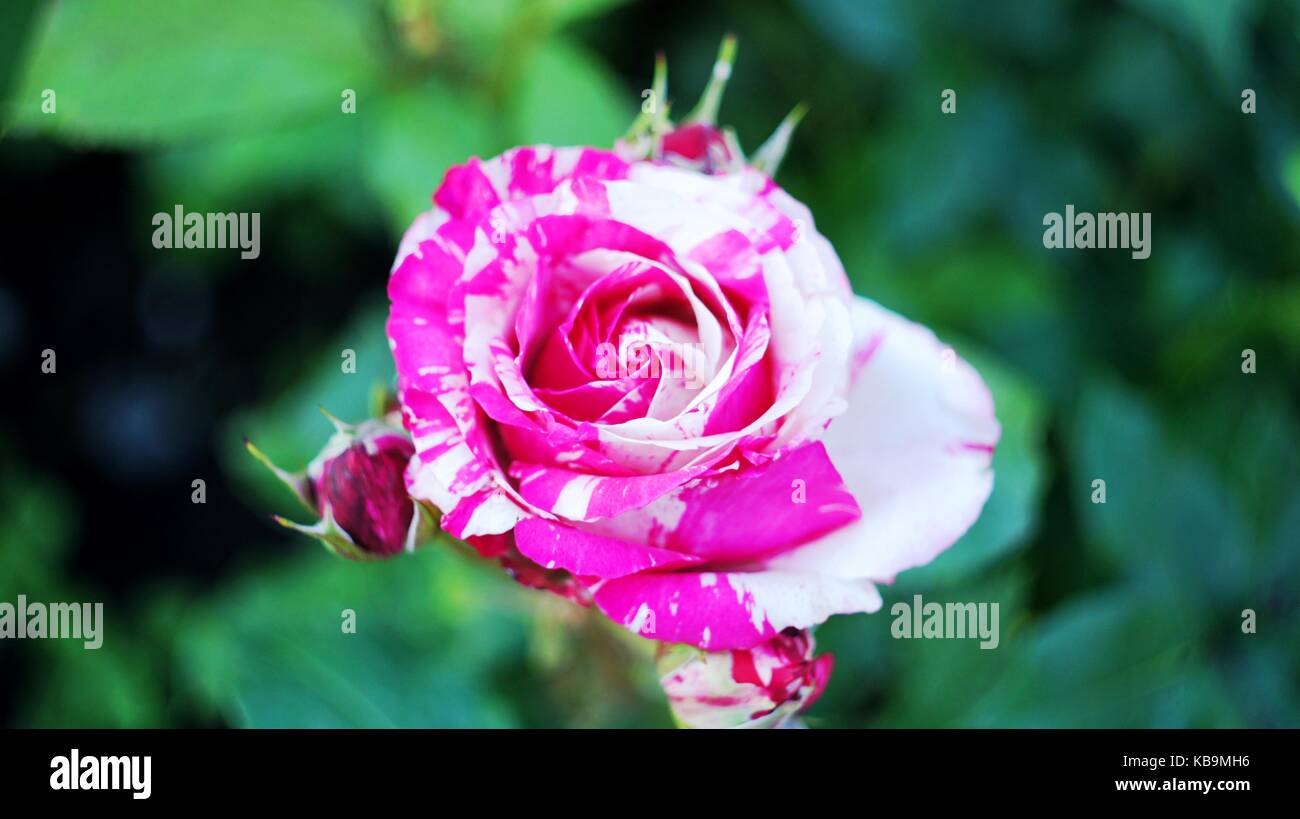 Rosas de diferentes colores fotografías e imágenes de alta resolución -  Alamy