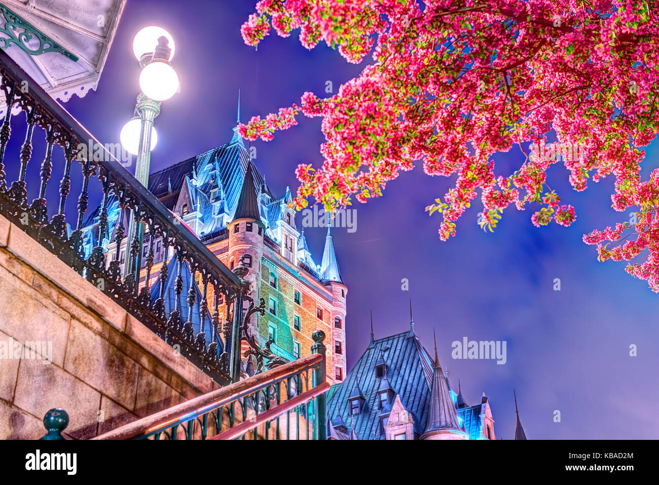 La Ciudad de Quebec, Canadá - 31 de mayo de 2017: iluminado árbol en flor crabapple escalier funiculaire Chateau Frontenac Hotel por la noche, lámparas, lanter Foto de stock