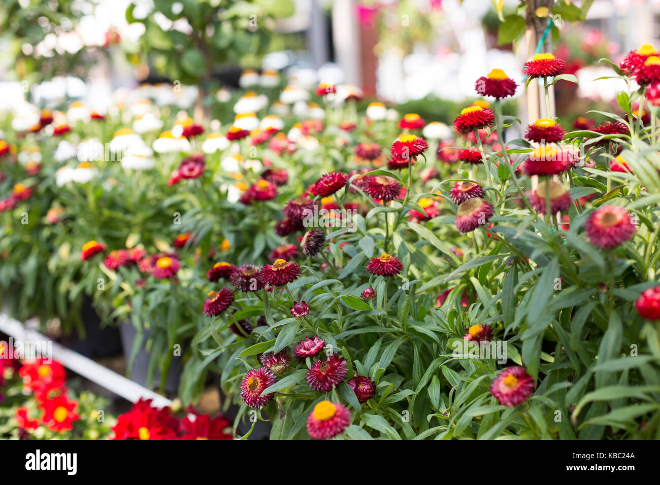 Otoño, flores de color rojo vino rodada con profundidad de campo estrecho  Fotografía de stock - Alamy