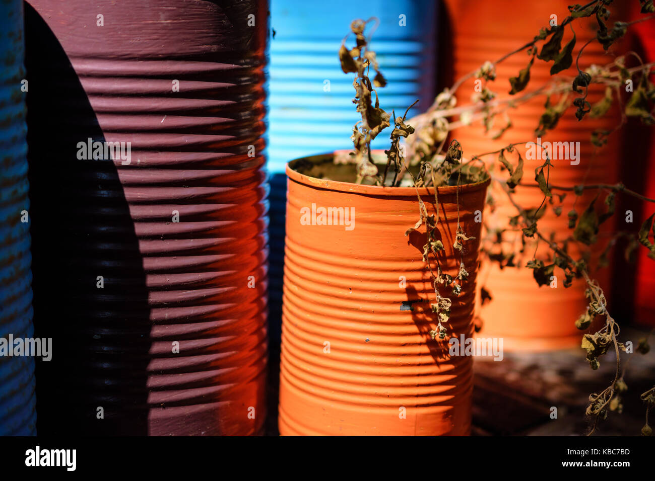 Ángulo de visión lateral de colores vibrantes de pintura naranja con plantas secas y bañarse en la luz del sol Foto de stock