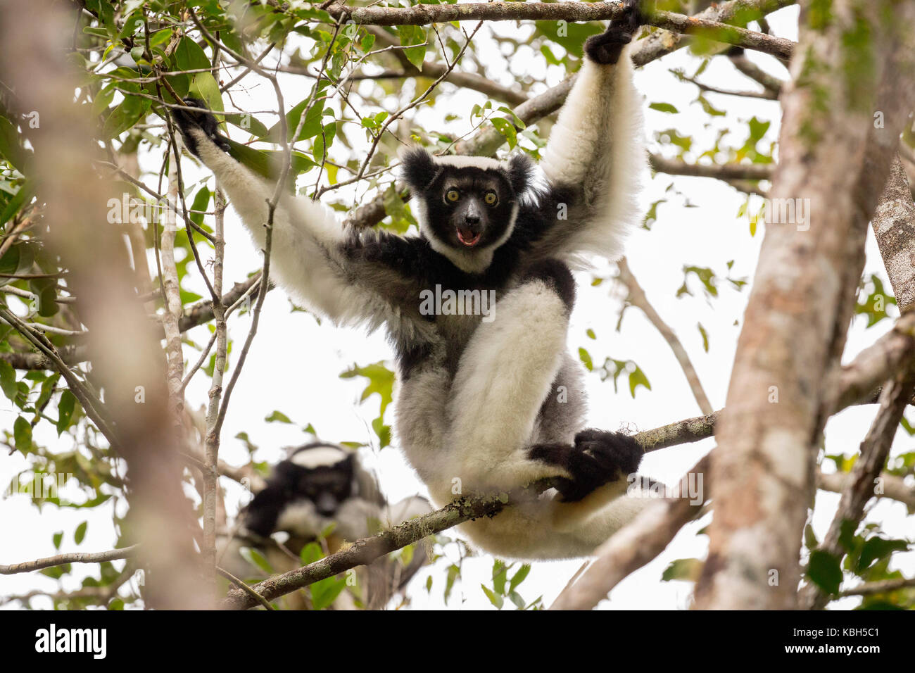 África, Madgascar, Parque Nacional de Andasibe Mantadia, wild Indri (indri Indri), el más grande del mundo lemur sentado en el árbol. Foto de stock