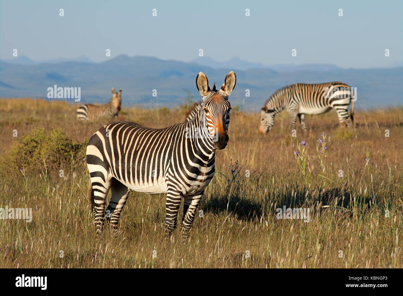 Cape cebras de montaña (Equus zebra) en pastizales de montaña del Parque Nacional de cebra, Sudáfrica Foto de stock