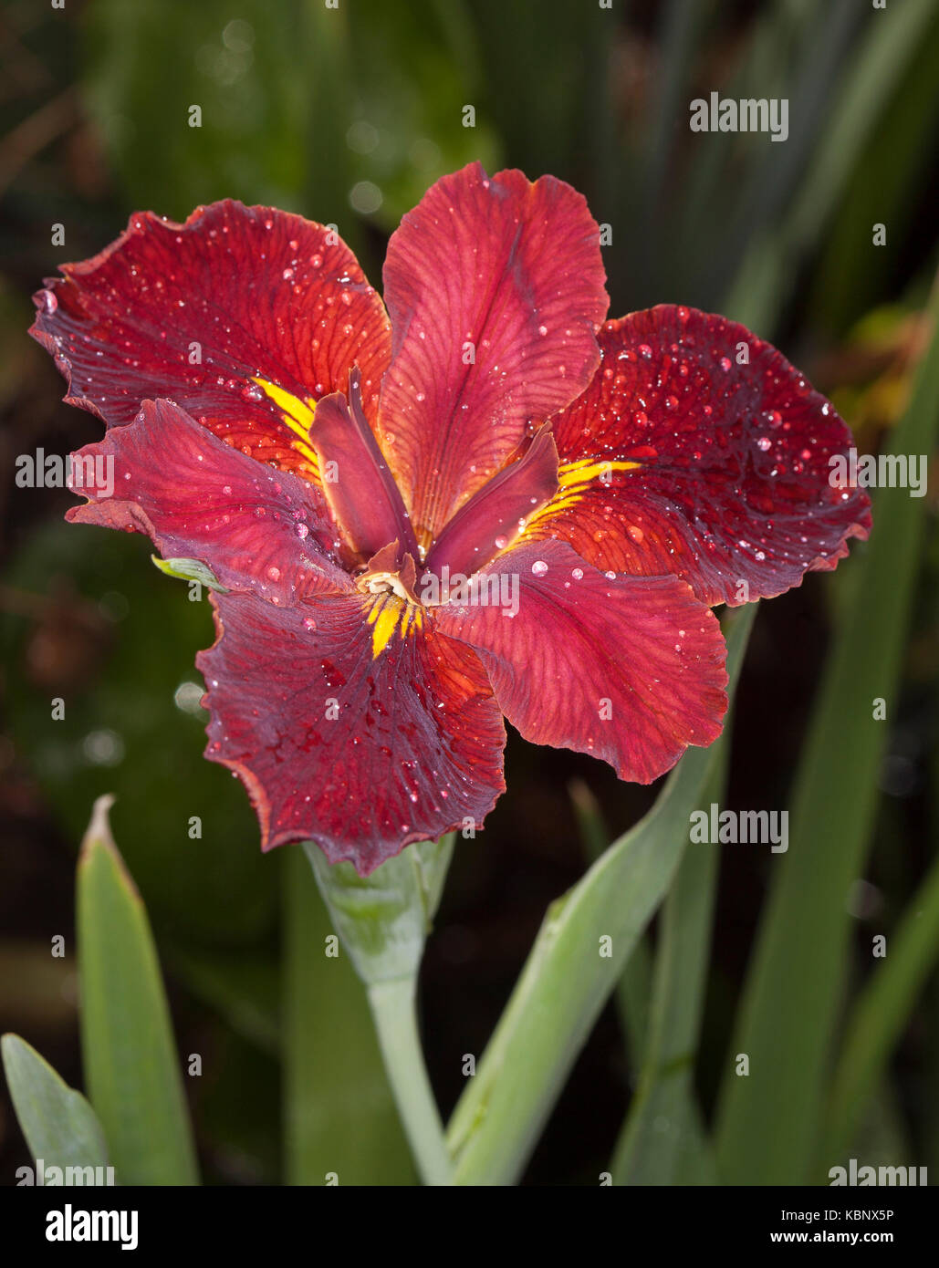 Impresionante e inusual de flores rojo intenso de Louisiana iris con las gotas de lluvia sobre pétalos contra el fondo de hojas verdes Foto de stock