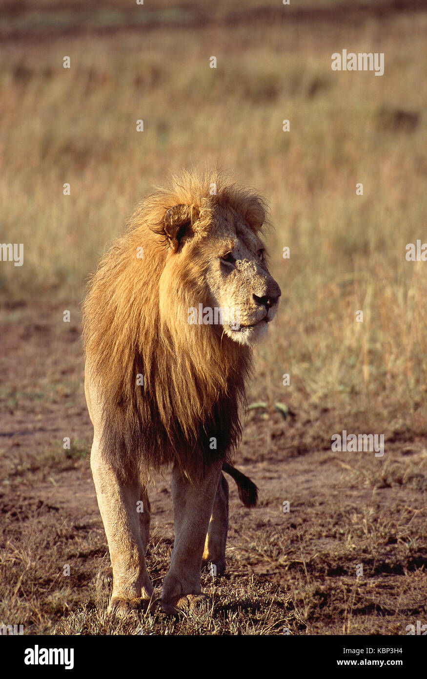 África. Kenya. Reserva Nacional Maasai Mara. La vida silvestre. León macho. Foto de stock