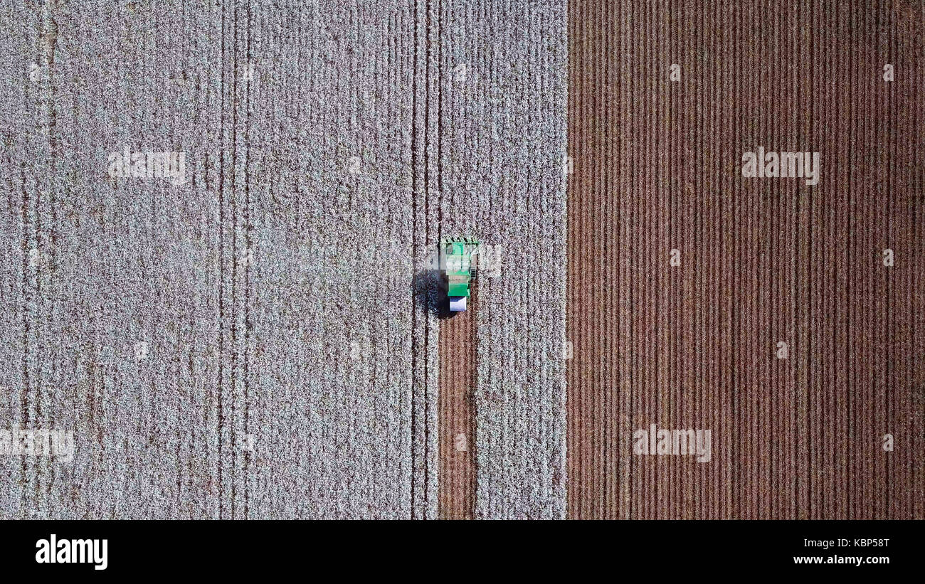 Vista aérea de una cosechadora de algodón verde grande en un campo de trabajo. Foto de stock
