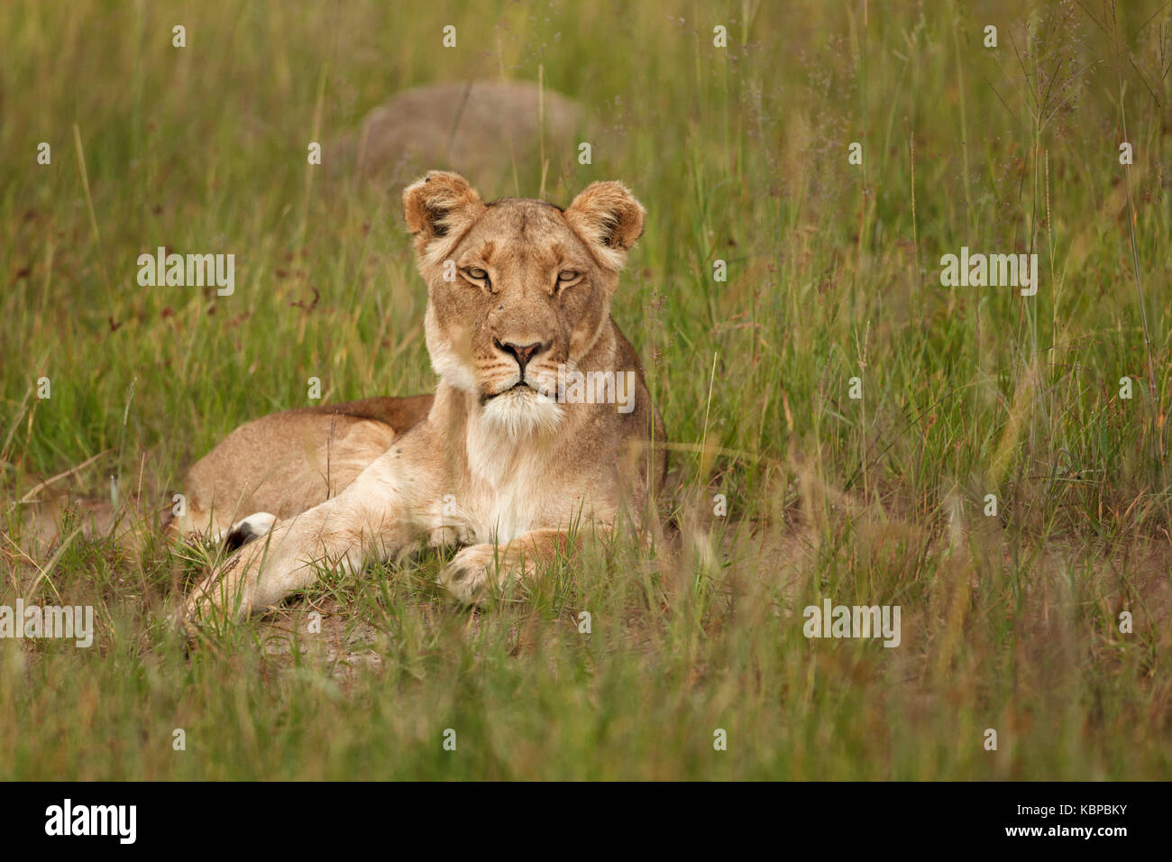 León tumbado en el césped largo mirando se centró en la distancia, en Zimbabwe Foto de stock
