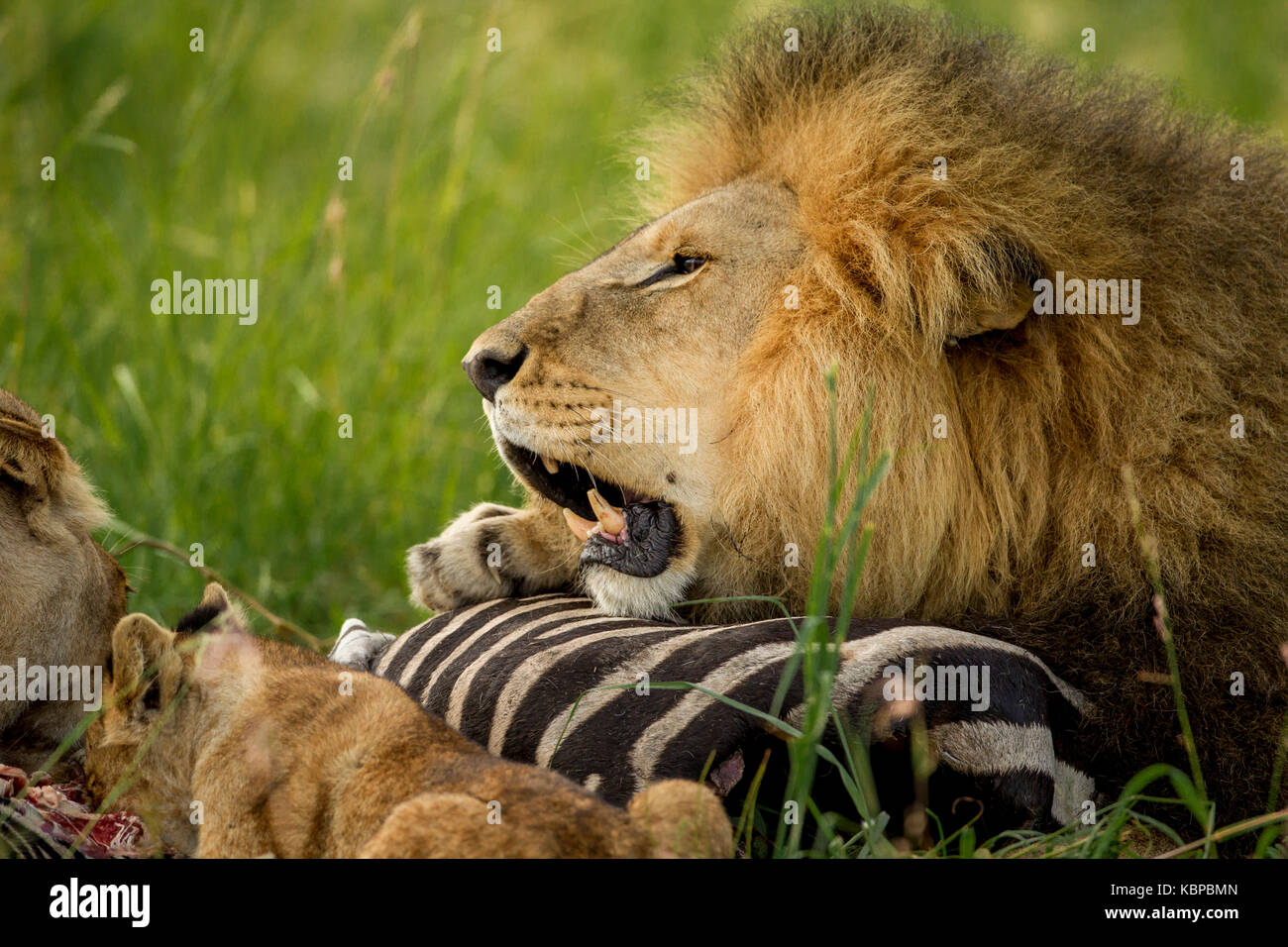 León macho grande proteger su zebra matar en la hierba mientras jadeando con la boca abierta Foto de stock