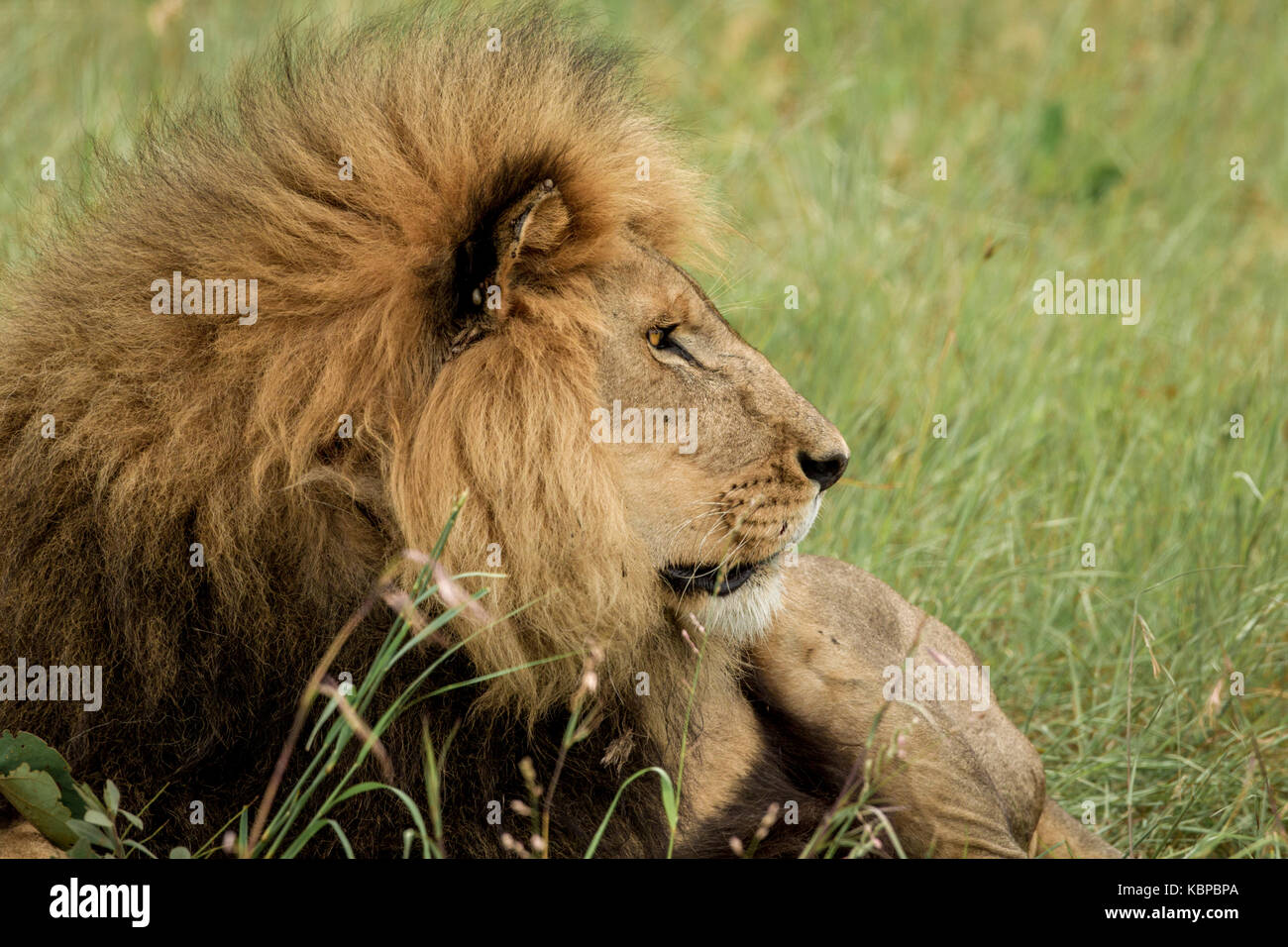 enorme león masculino tumbado en la hierba mientras mira atentamente a la derecha Foto de stock