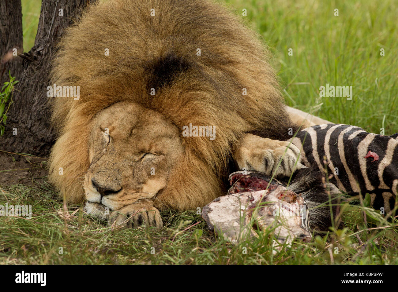 León macho grande acostado con paw en dead zebra protegiendo sus despojos matar mientras duerme Foto de stock