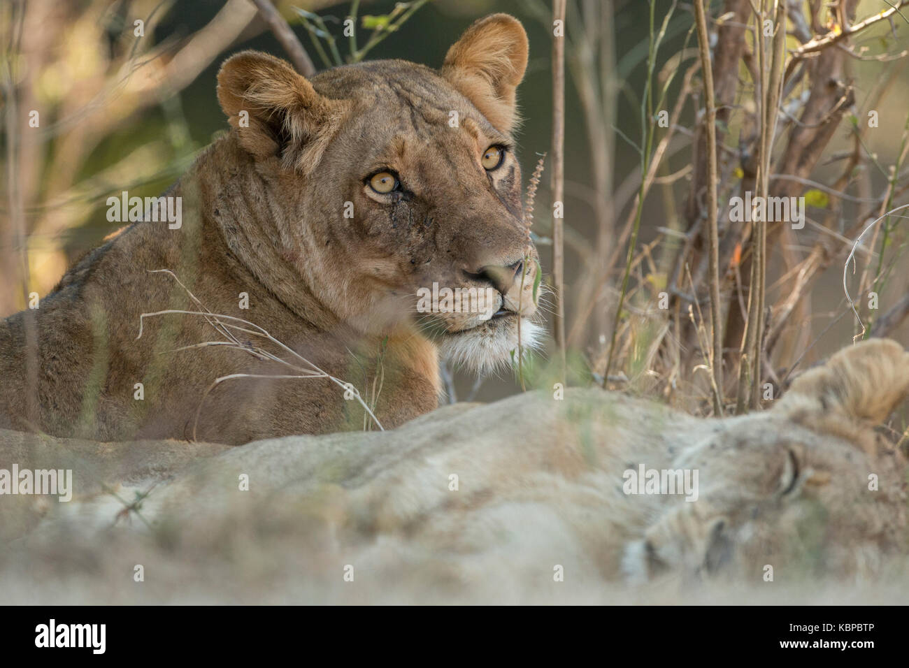 Mirando a León león dormido entre las ramas en el valle del Zambeze, en el Parque Nacional Mana Pools Zimbabwe Foto de stock