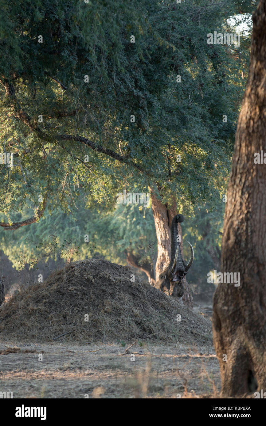 Hormiguero escondiéndose detrás de elefante y llegando hasta el árbol Foto de stock