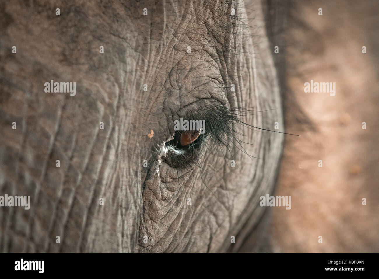 Cerca del ojo del elefante africano (loxodonta) Foto de stock