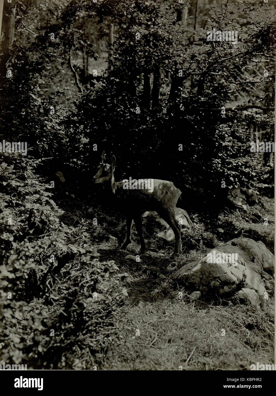 Junge Gemse auf Golubar Planina, die sich im Drahtverhau verfing und von unseren Leuten aufgezogen eingefangen wurde & jetzt wird. (BildID 15480615) Foto de stock