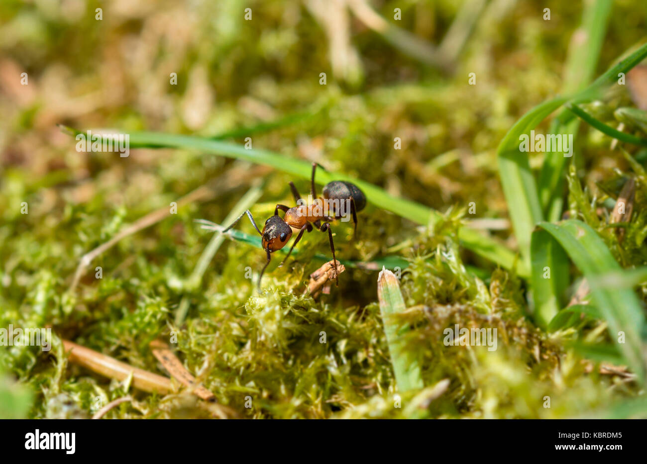 Hormiga de madera roja (formica rufa) se ejecuta en el musgo, Baviera, Alemania Foto de stock