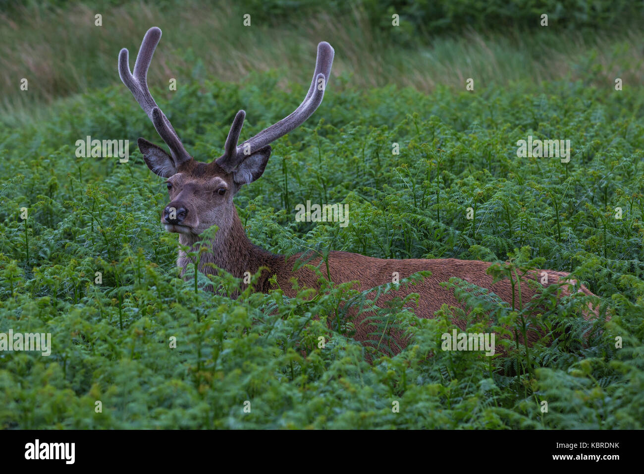 Ciervo ciervo en Glen Etive, Escocia Foto de stock