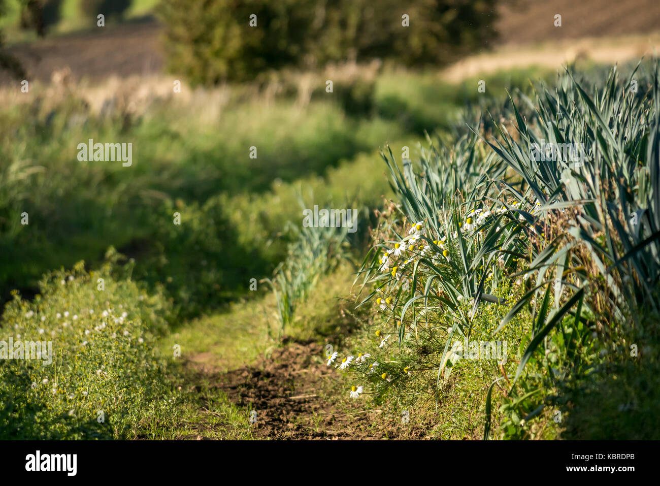 Bajo perspectiva de puerro cultivo de plantas en el campo, East Lothian, Escocia, Reino Unido Foto de stock