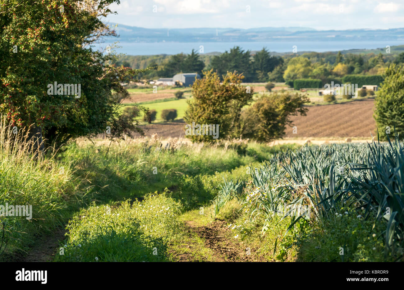 Bajo perspectiva de puerro cultivo vegetal campo con los edificios de la granja y el Firth of Forth, en la distancia, East Lothian, Escocia, Reino Unido Foto de stock