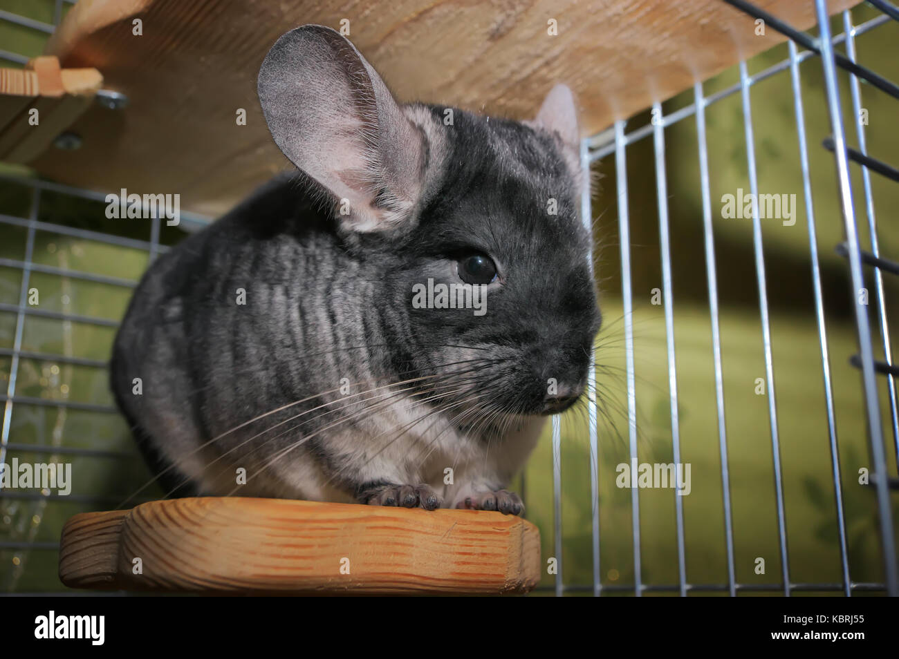 Chinchilla en una jaula. chinchilla chinchilla retrato en casa. Foto de stock