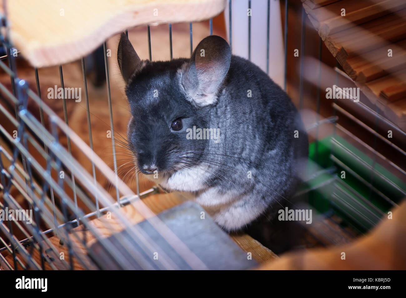 Chinchilla en una jaula. chinchilla chinchilla retrato en casa. Foto de stock