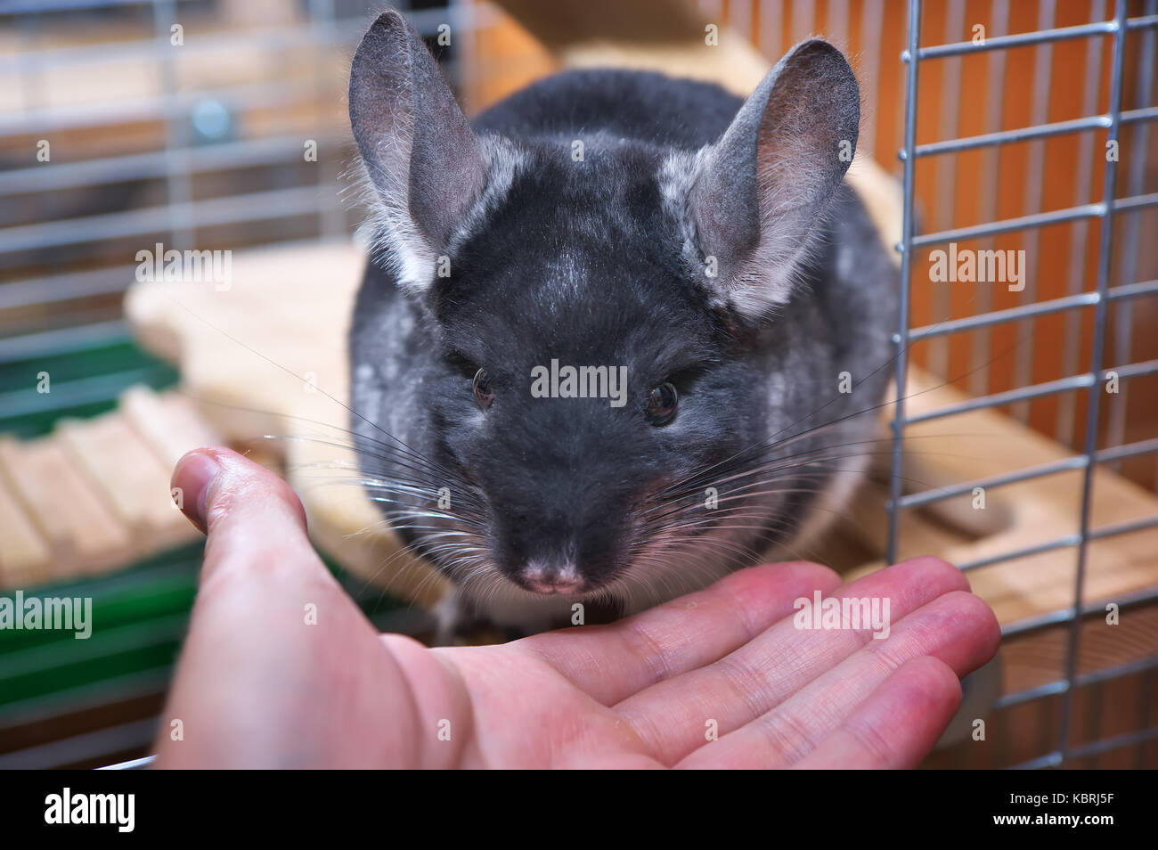 Chinchilla en una jaula. chinchilla chinchilla retrato en casa. Foto de stock