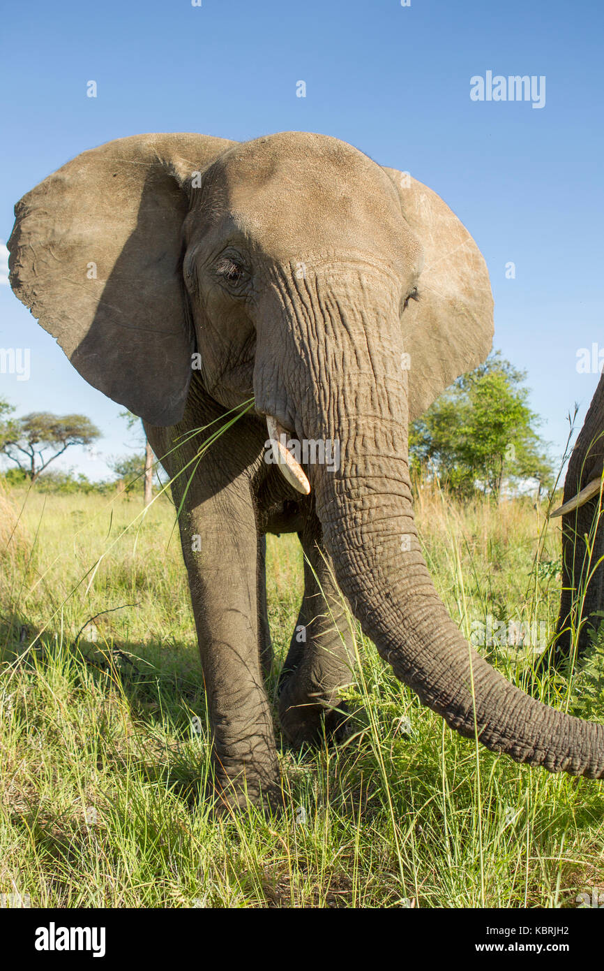 Caminar cerca de elefantes en Zimbabwe Foto de stock