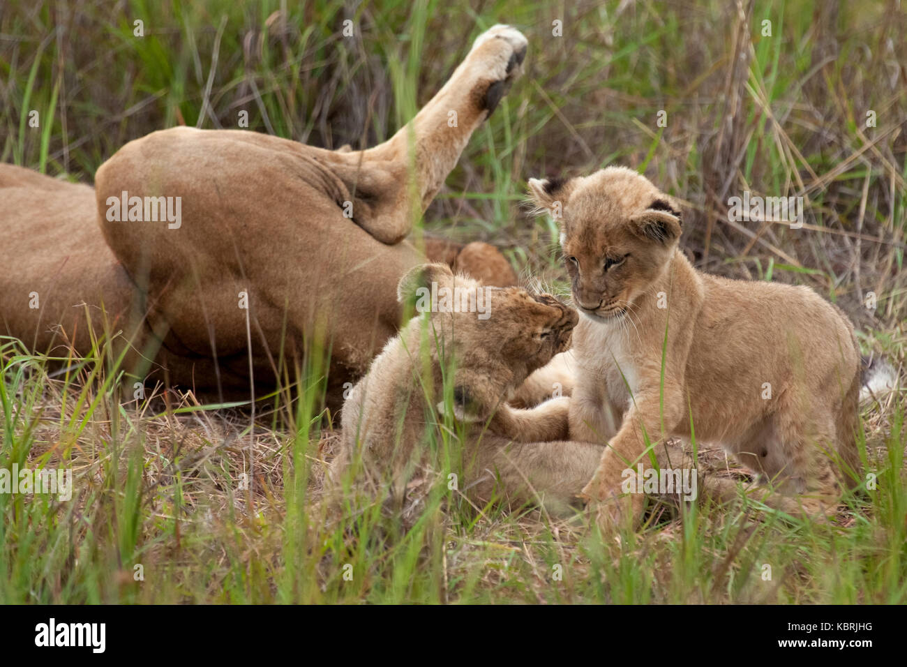 Los Leones duermen jugando a los adultos Alfa varones Foto de stock