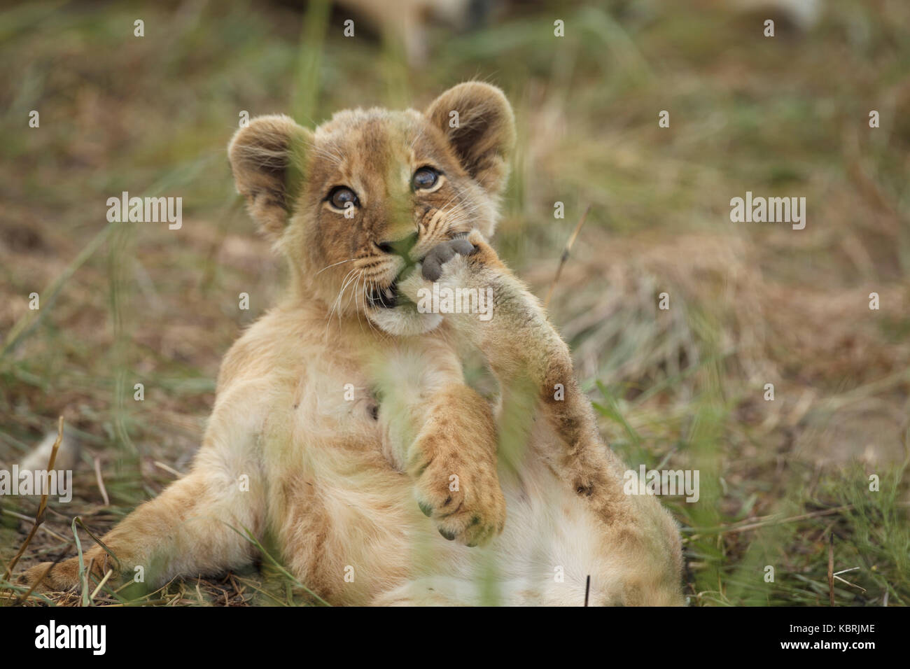 Los Leones duermen jugando a los adultos Alfa varones Foto de stock