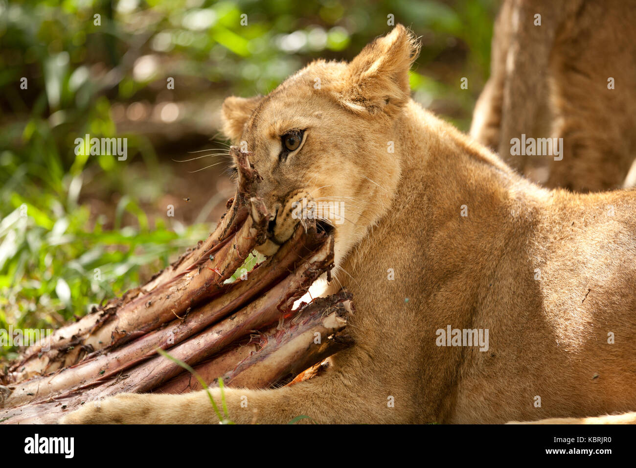 león joven masticando en costillas de una canal Foto de stock