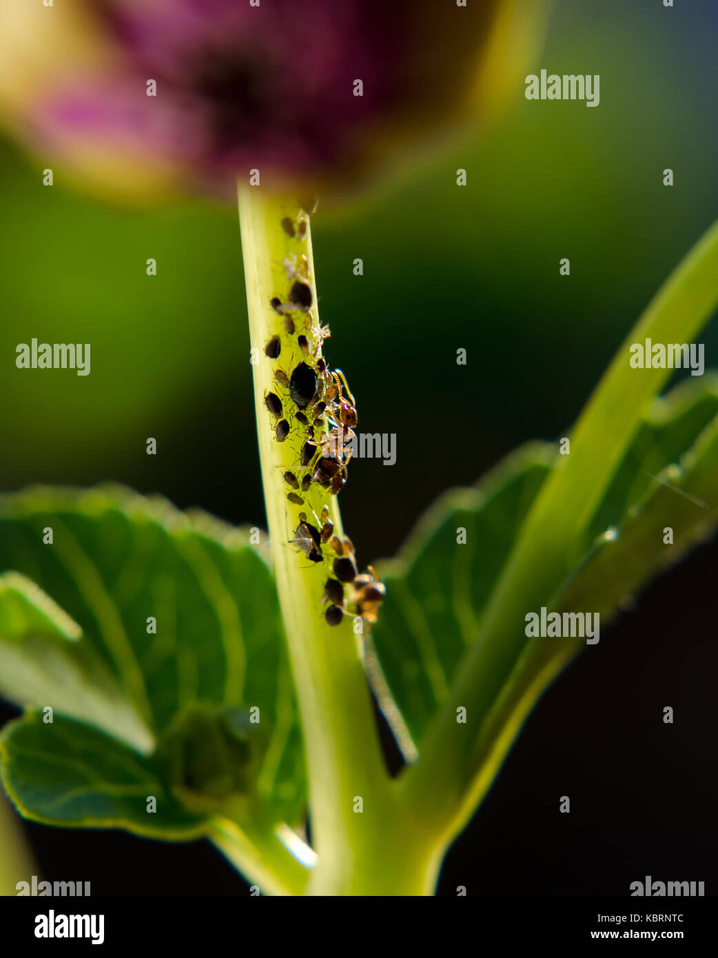 Las hormigas y greenflies en una planta de tallo Foto de stock