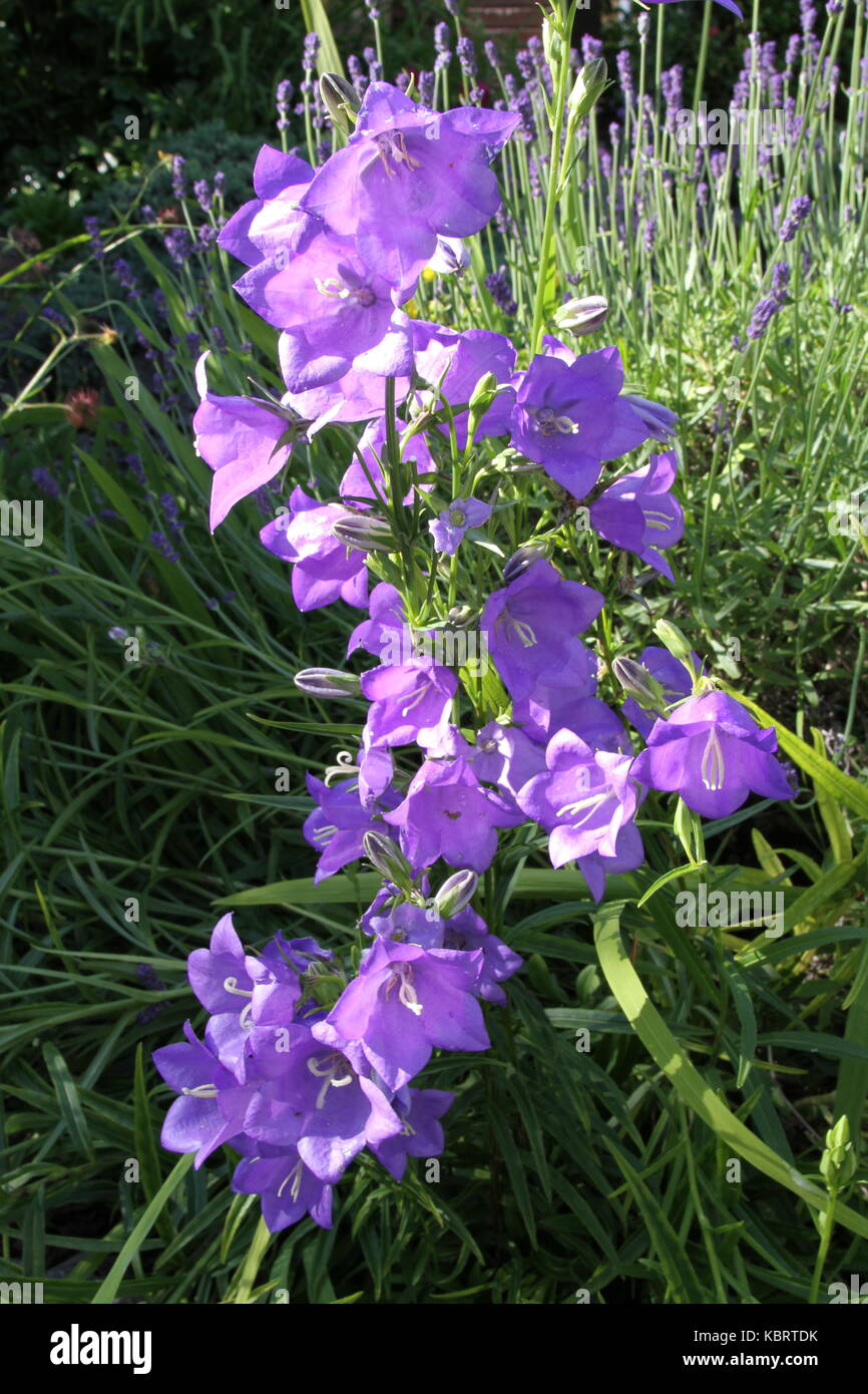 Las flores del jardín británico Foto de stock