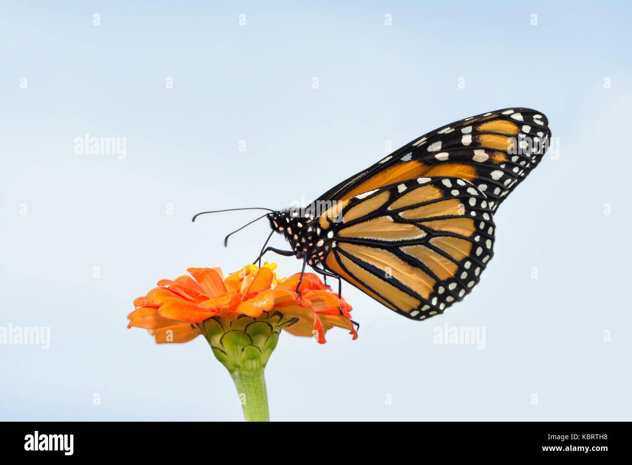 Hermosa mariposa monarca alimentándose de una naranja zinnia ligeramente contra el cielo nublado Foto de stock