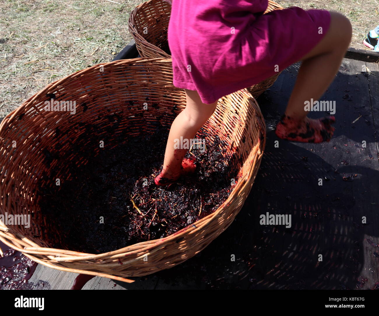 Crimea, Rusia. 30 sep, 2017. Un niño winefest stomps uvas en la vendimia y elaboración del vino en el festival de zolotaya balka bodega en la ciudad de balaklava. Crédito: Sergei malgavko/tass/alamy live news Foto de stock