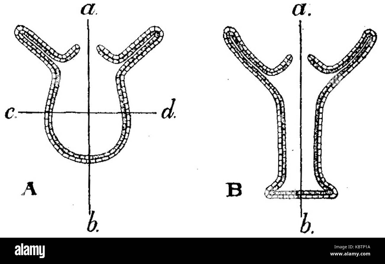 EB1911 Hydrozoa Fig. 3 Foto de stock