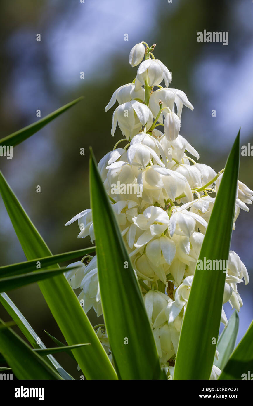 Planta común en América Central la yucca gigantea o itabo es utilizado como un ingrediente con un sabor amargo, cerca del cáliz de la flor aquí con una natural Fotografía de stock - Planta común en América Central la yucca gigantea o itabo es utilizado como un ingrediente con un sabor amargo, cerca del cáliz de la flor aquí con una natural Fotografía de stock -