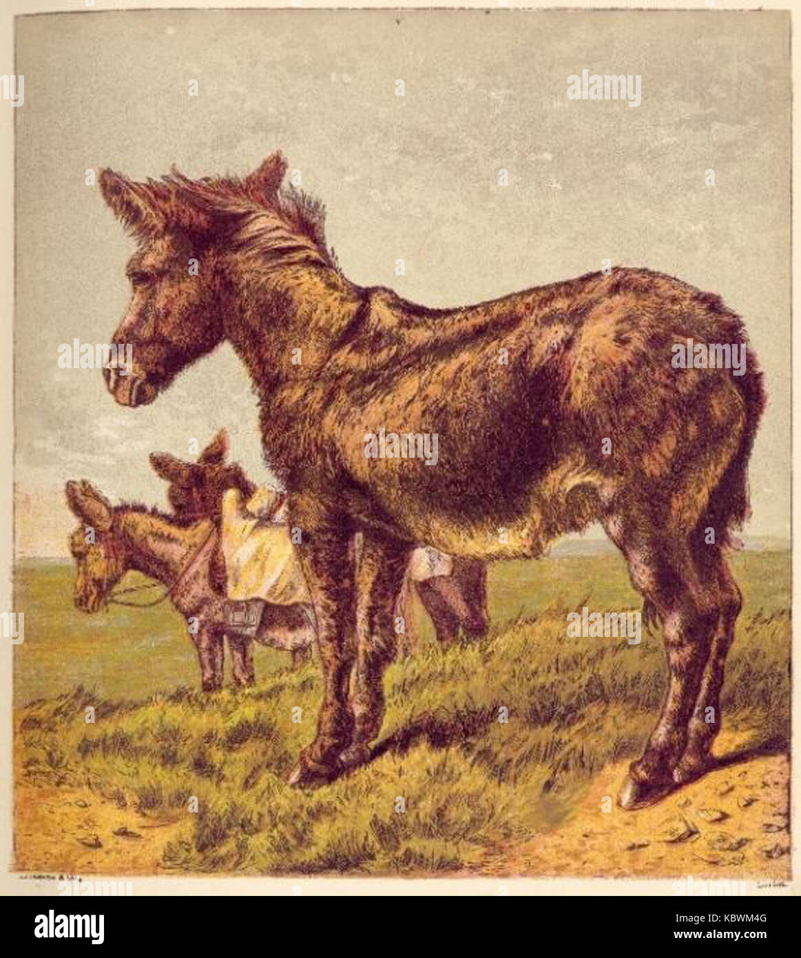 Dibujo de mulas fotografías e imágenes de alta resolución - Alamy