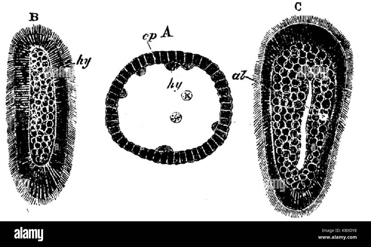 EB1911 Hydrozoa Fig. 1 Foto de stock