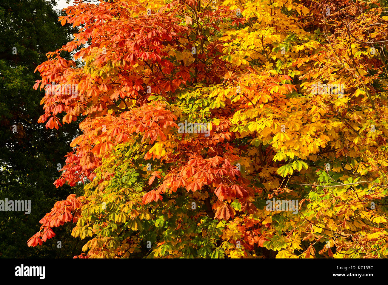 Árbol de castaño de indias (Aesculus hippocastanum) hojas en el otoño,  colores de otoño Fotografía de stock - Alamy