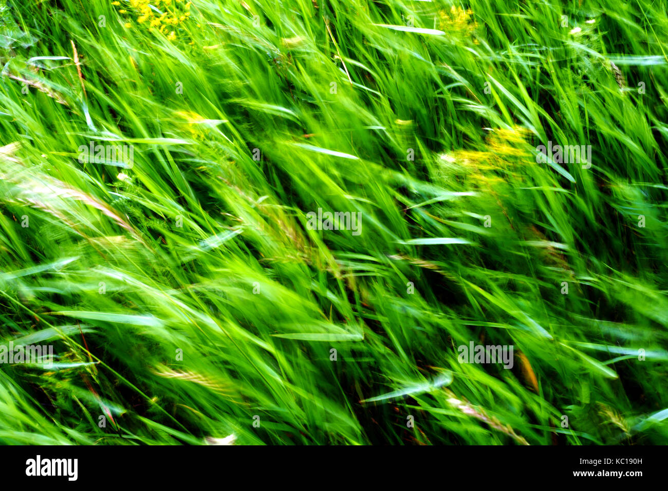 Exuberantes y verdes hierbas y gramíneas en el viento con una velocidad de obturación lenta creación de desenfoque de movimiento Foto de stock