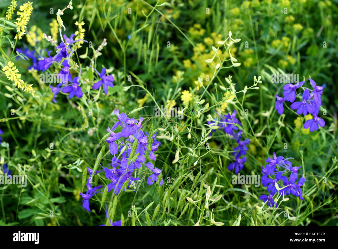 Blue larkspur flores silvestres que crecen en la naturaleza con vegetación verde y hojas Foto de stock