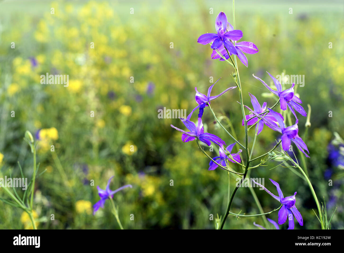 Blue larkspur Flor que crece en el medio silvestre con bokeh de fondo de vegetación Foto de stock