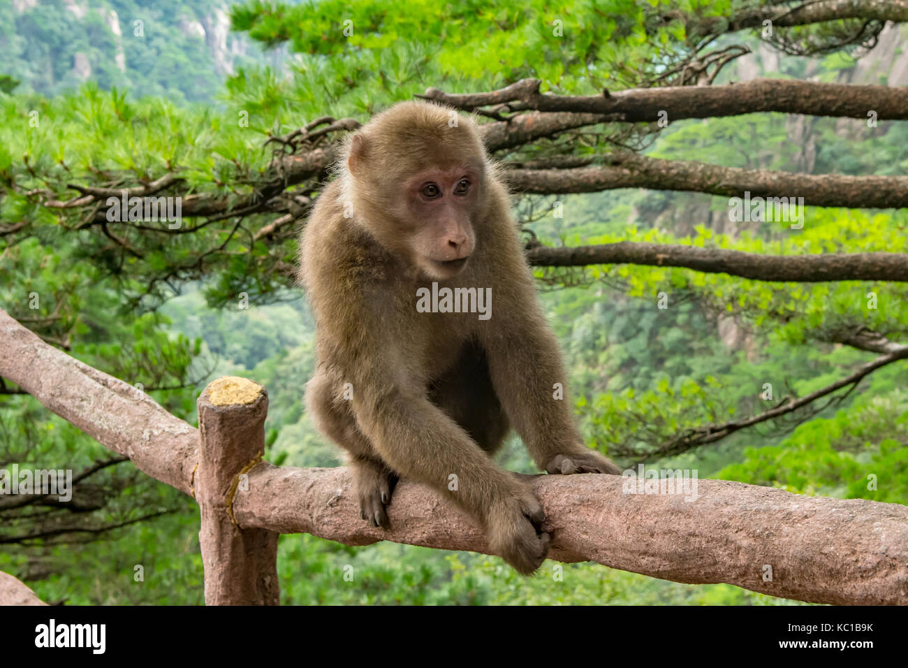 Mono de cola corta fotografías e imágenes de alta resolución - Alamy